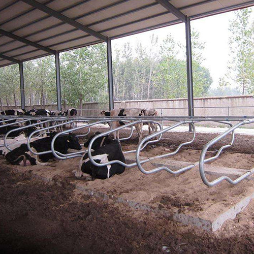 德州夏季莊奶牛場牛頸枷牛臥床養牛設備安裝項目